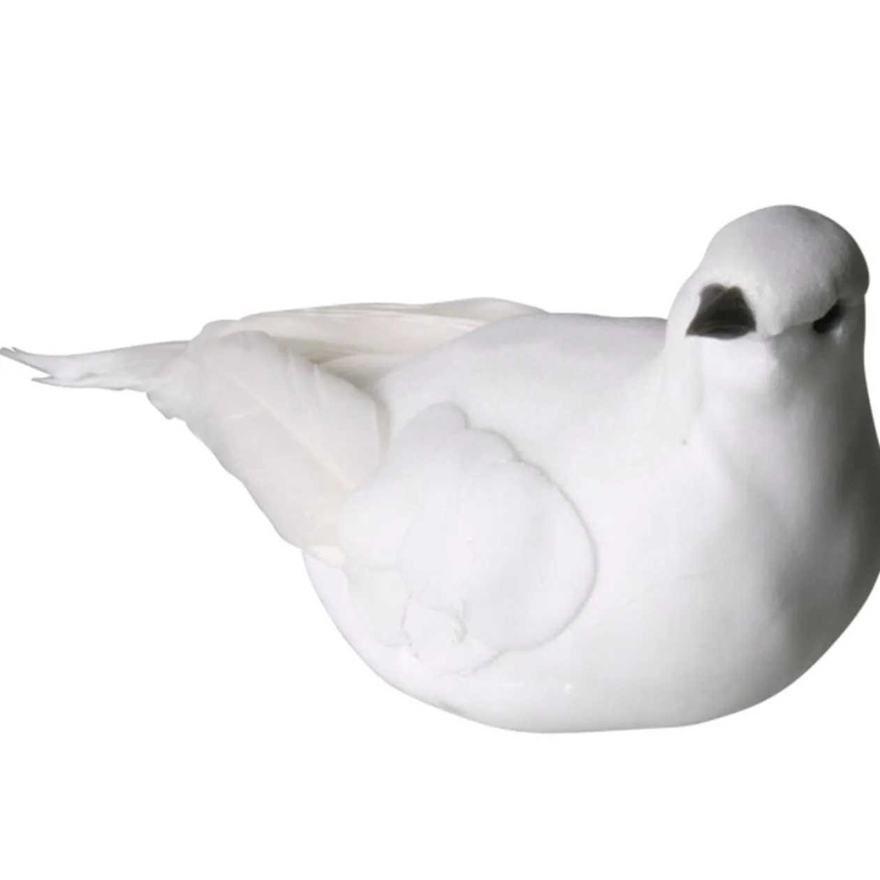 Colombe à fixer mariage