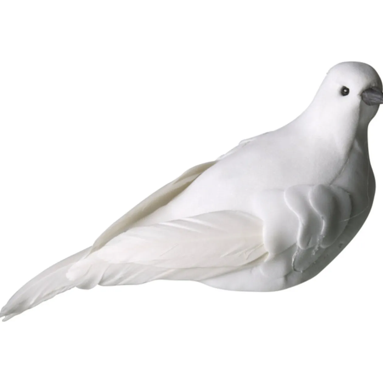 Colombe à fixer mariage