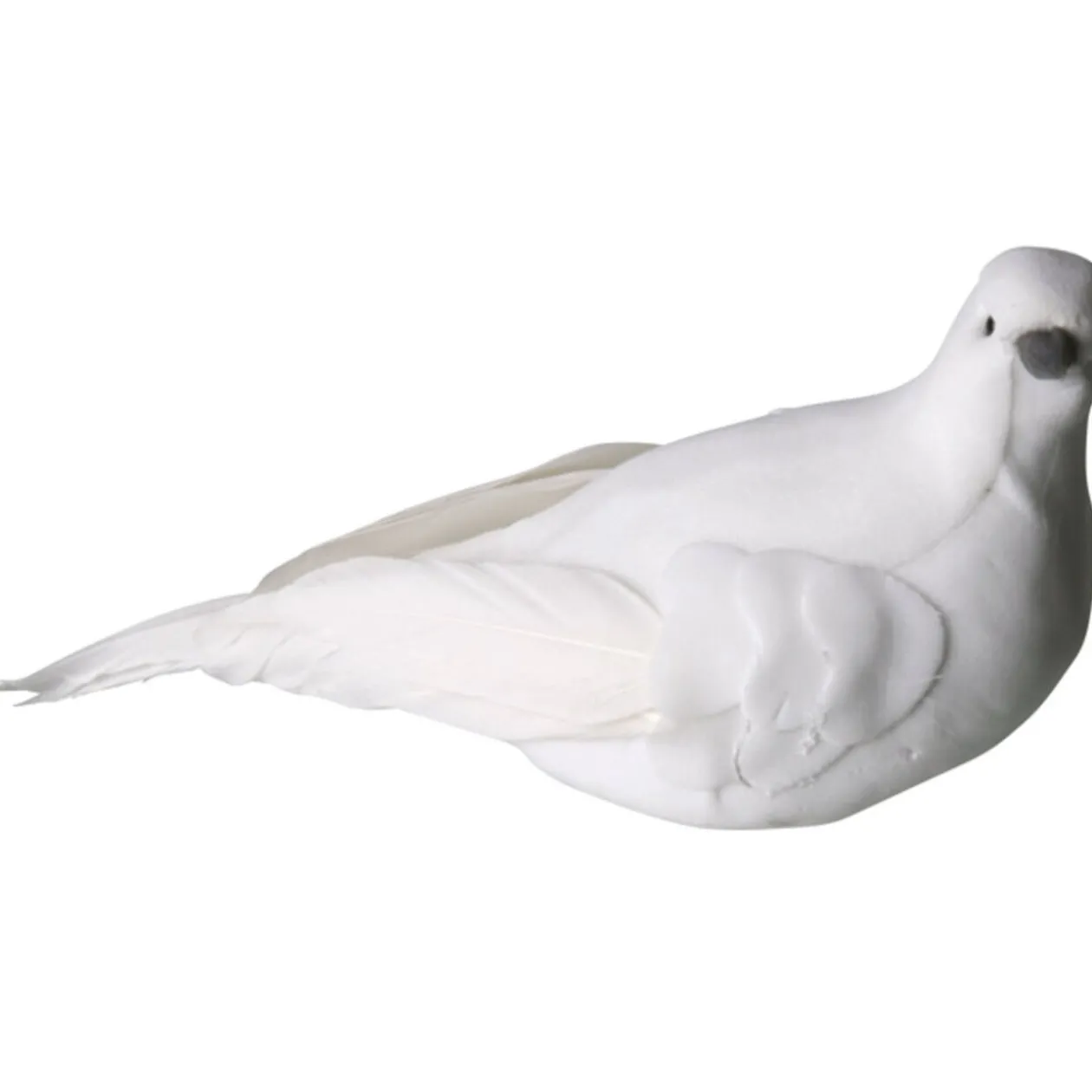 Colombe à fixer mariage