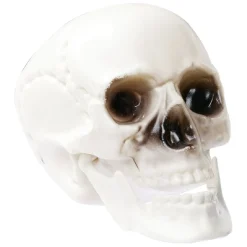 Crâne déco Halloween blanc x6
