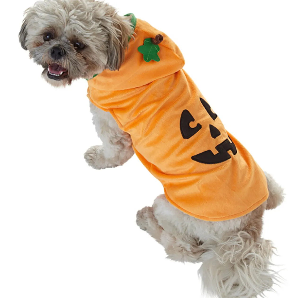 Déguisement pour chien citrouille