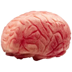 Faux cerveau en plastique