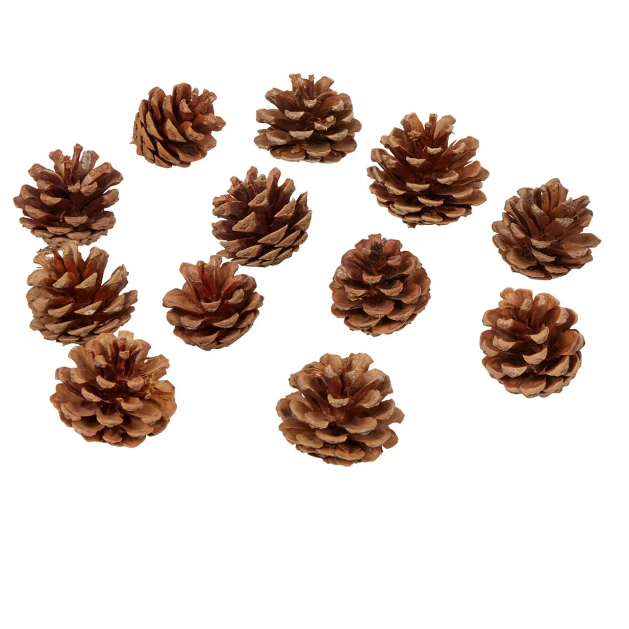 Pomme de pin naturel décoration