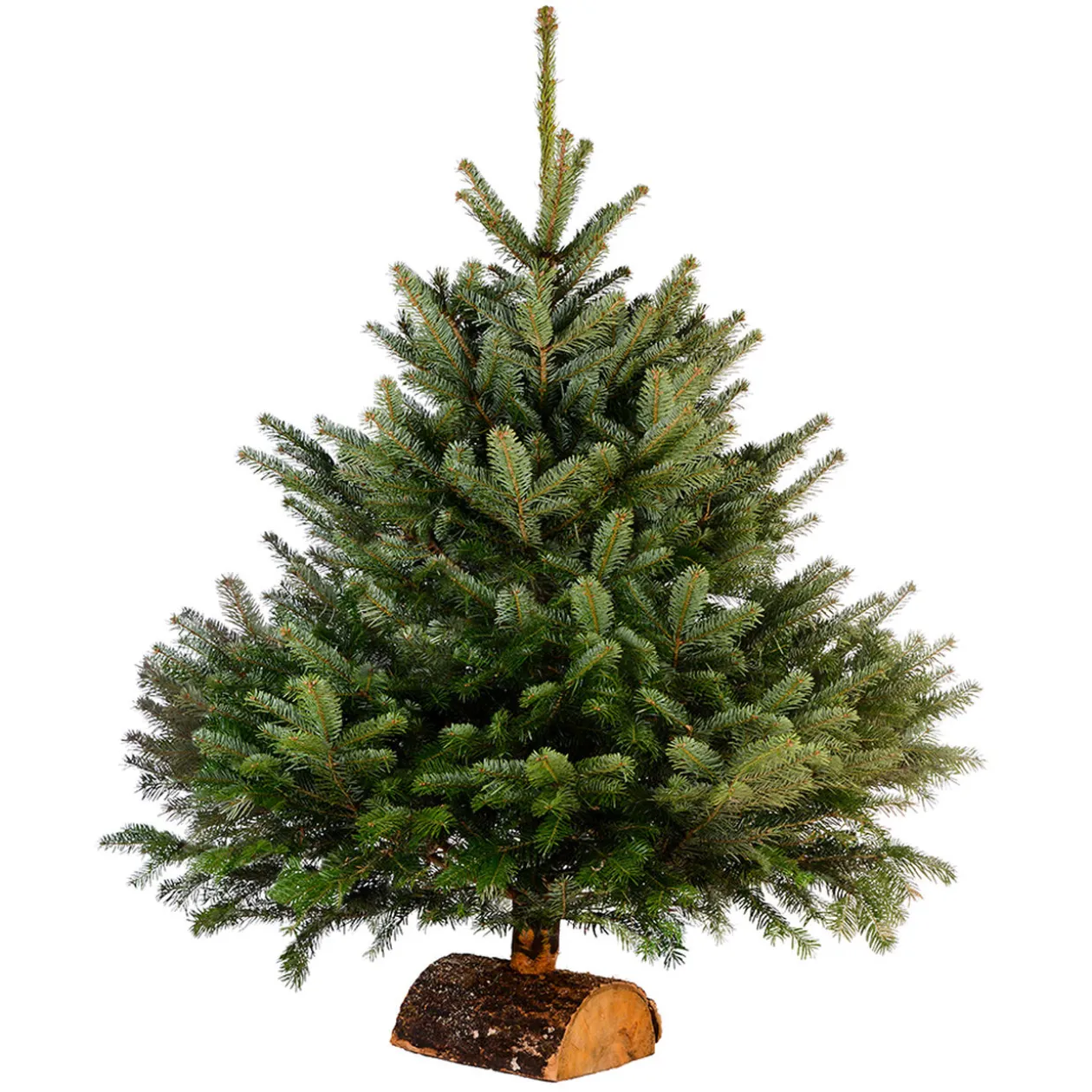 Sapin de Noël naturel Nordmann 175 cm